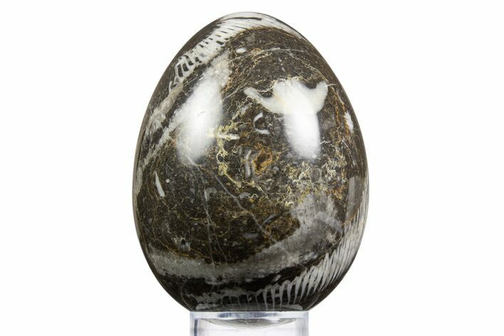 Polished Fossil Horn Coral Egg - Idaho #334190